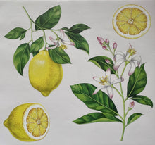 Laden Sie das Bild in den Galerie-Viewer, Wandsticker Wandtattoo Aufkleber Zitronen
