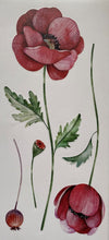 Laden Sie das Bild in den Galerie-Viewer, Wandsticker Wandtattoo Aufkleber Mohnblumen S