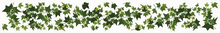 Laden Sie das Bild in den Galerie-Viewer, Wandsticker Wandtattoo Bordüre Efeu