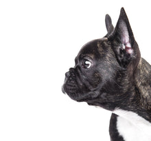 Laden Sie das Bild in den Galerie-Viewer, Wandbild selbstklebend Bulldogge 19 x 19 cm