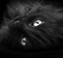 Laden Sie das Bild in den Galerie-Viewer, Wandbild selbstklebend Katze schwarz 19 x 19 cm
