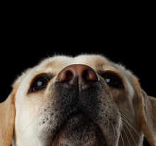 Laden Sie das Bild in den Galerie-Viewer, Wandbild selbstklebend Labrador 19 x 19 cm