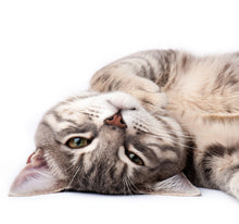 Laden Sie das Bild in den Galerie-Viewer, Wandbild selbstklebend Katze 19 x 19 cm