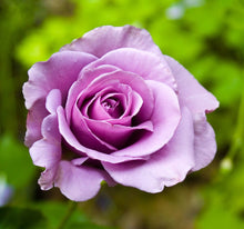 Laden Sie das Bild in den Galerie-Viewer, Wandbild selbstklebend Blüten Blumen Rose 19 x 19 cm