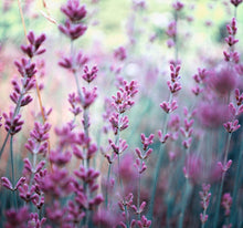 Laden Sie das Bild in den Galerie-Viewer, Wandbild selbstklebend Blüten Blumen Lavendel 19 x 19 cm