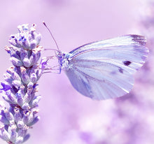Laden Sie das Bild in den Galerie-Viewer, Wandbild selbstklebend Blüten Blumen Schmetterling 19 x 19 cm