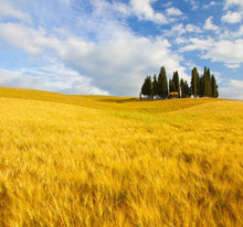 Laden Sie das Bild in den Galerie-Viewer, Wandbild selbstklebend Kornfeld 28,5 x 28,5 cm