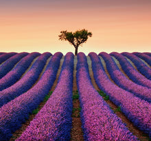 Laden Sie das Bild in den Galerie-Viewer, Wandbild selbstklebend Lavendel 28,5 x 28,5 cm
