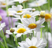 Laden Sie das Bild in den Galerie-Viewer, Wandbild selbstklebend Blumen Margeriten 28,5 x 28,5 cm