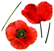 Laden Sie das Bild in den Galerie-Viewer, Wandsticker Wandtattoo Aufkleber Mohnblumen