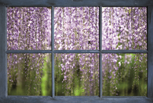 Laden Sie das Bild in den Galerie-Viewer, Klebefolie Spritzschutz Blauregen Fenster