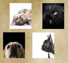 Laden Sie das Bild in den Galerie-Viewer, Wandbild selbstklebend Bulldogge 19 x 19 cm