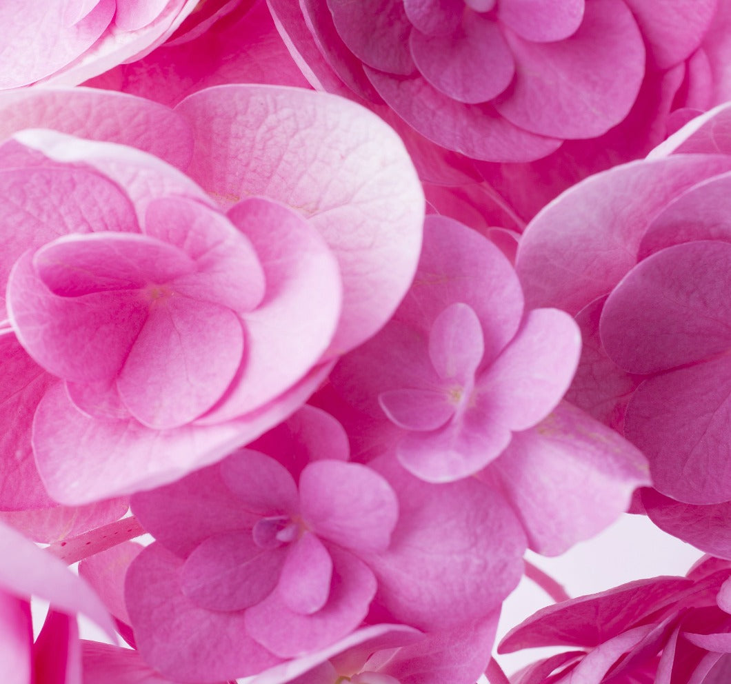 Wandbild selbstklebend Blüten Blumen rosa Blüten 19 x 19 cm