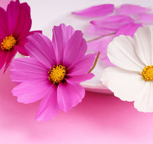 Laden Sie das Bild in den Galerie-Viewer, Wandbild selbstklebend Blüten Blumen Cosmea 28,5 x 28,5 cm
