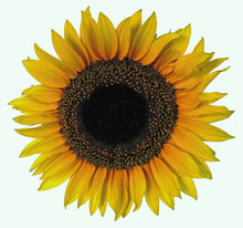 Laden Sie das Bild in den Galerie-Viewer, Wandsticker Wandtattoo Aufkleber Sonnenblumen
